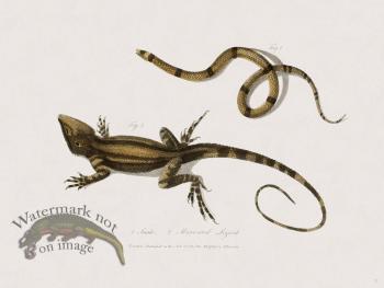 31 New Holland Caffowary